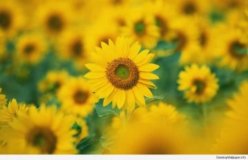 Sunflowers for summer. yay summer. Sunflowers, Summer - Android / iPhone HD Wallpaper Background Download